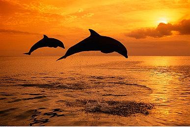 外媒：觉得《黄金树幽影》太难 《悟空》可能不适合你